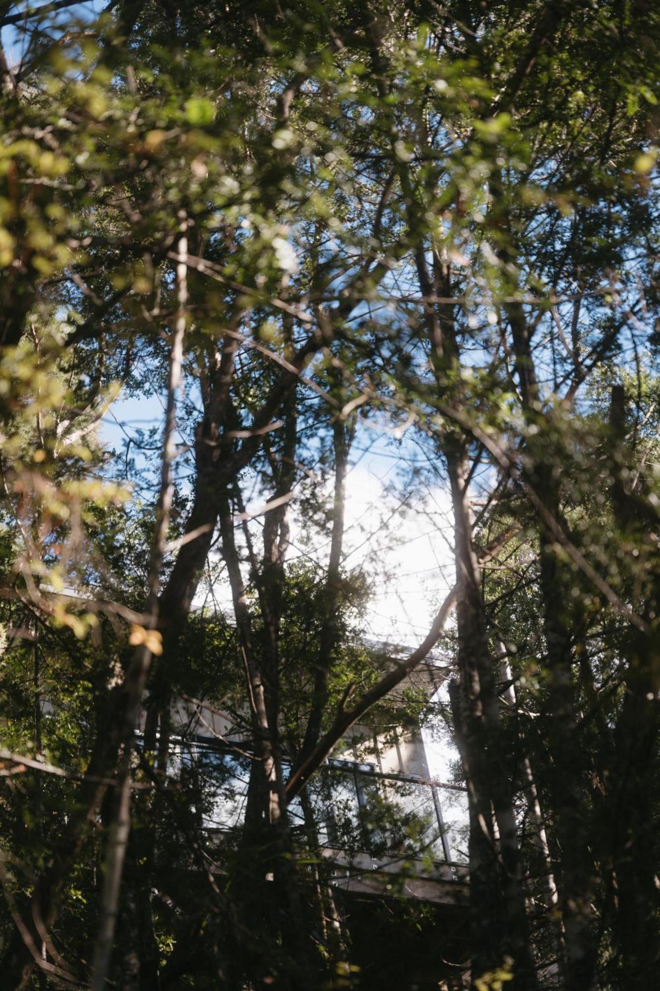 Treetop Tranquility At Rekindle Tree Houses Opua Eksteriør billede